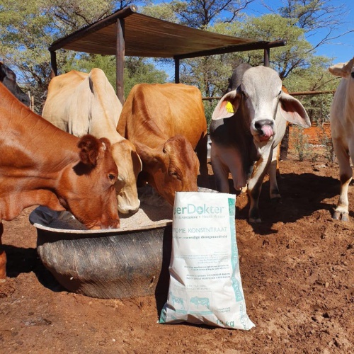 DE Feeding to Dairy Cows Articles Agri Silica SA